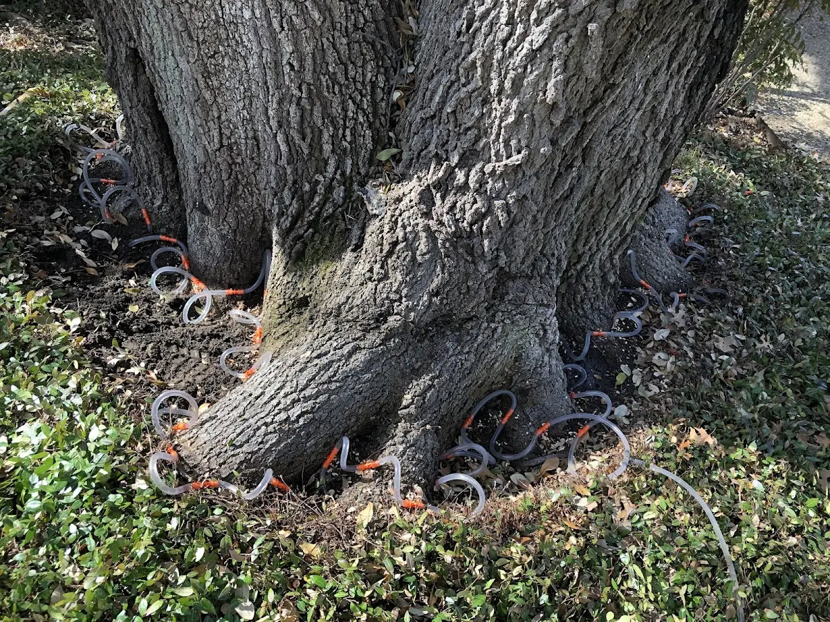 Detailed Tree Cabling and Bracing job site in Ada