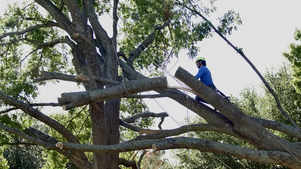 Professional Hazardous Tree Removal performed by certified arborists in Ada